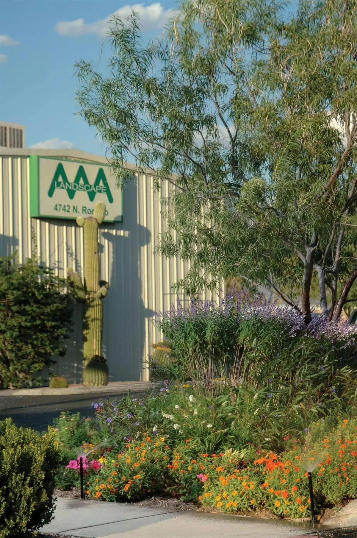 Colorful desert planting grows beside an AAA Landscape office sign.