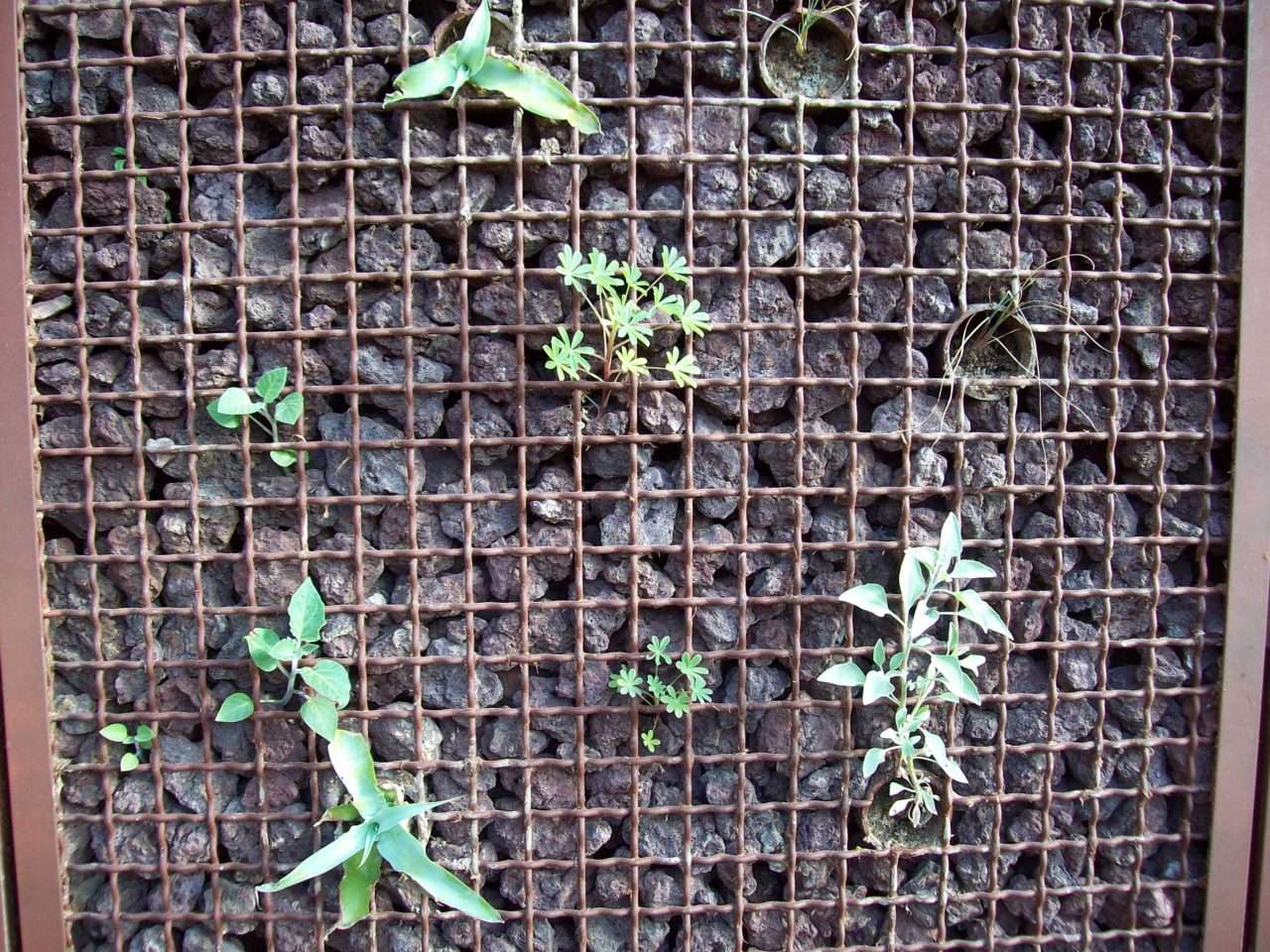 Small desert plants emerge from a close view of the convention center living-wall grid.