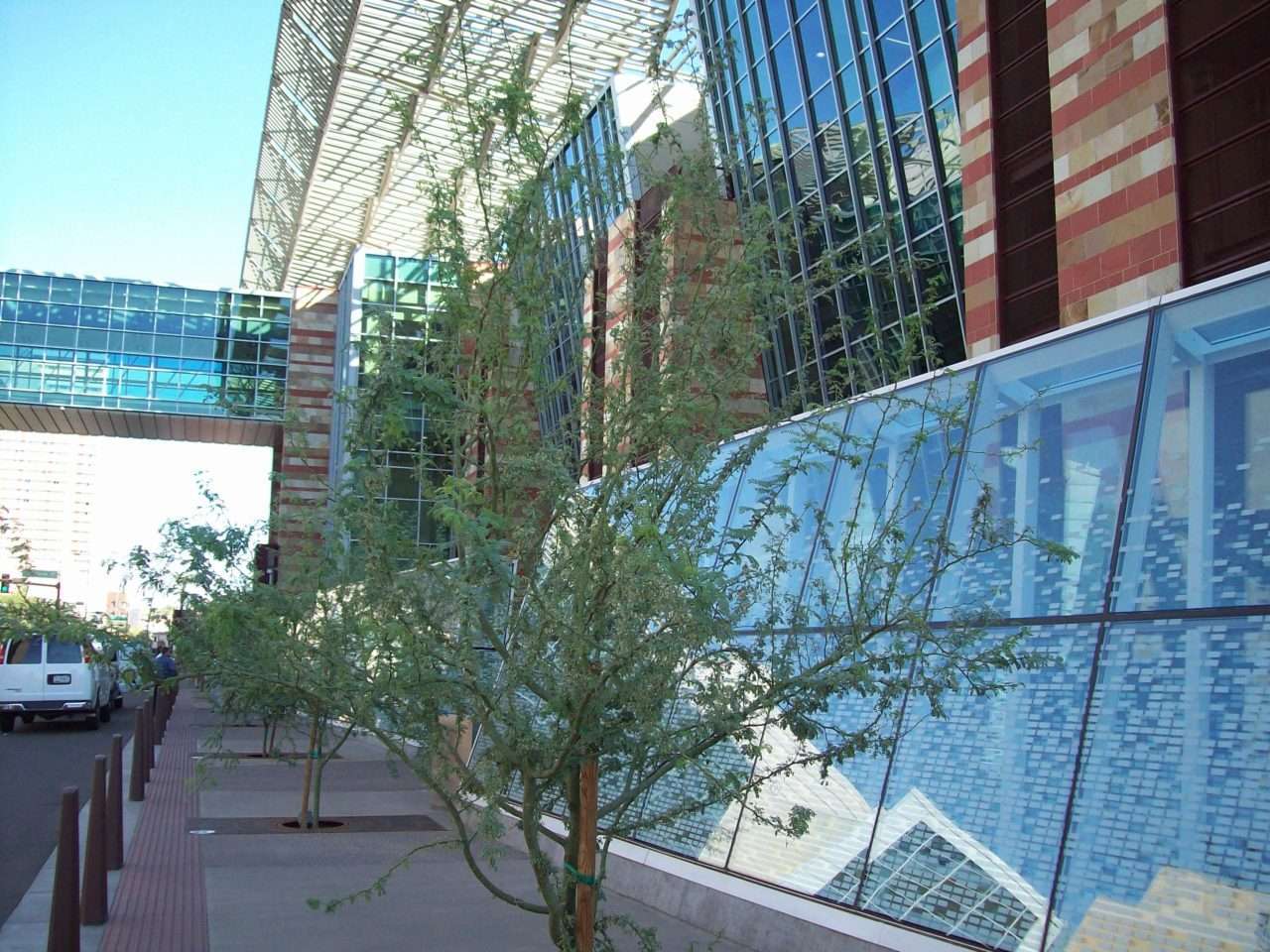 Desert trees line the glass and steel edge of the Phoenix Convention Center.
