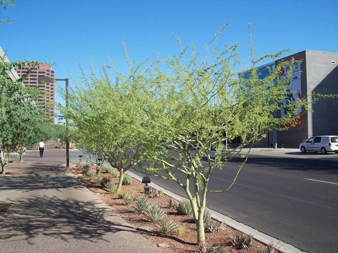 A row of mature palo verde trees shades a downtown streetscape at the Phoenix Convention Center.