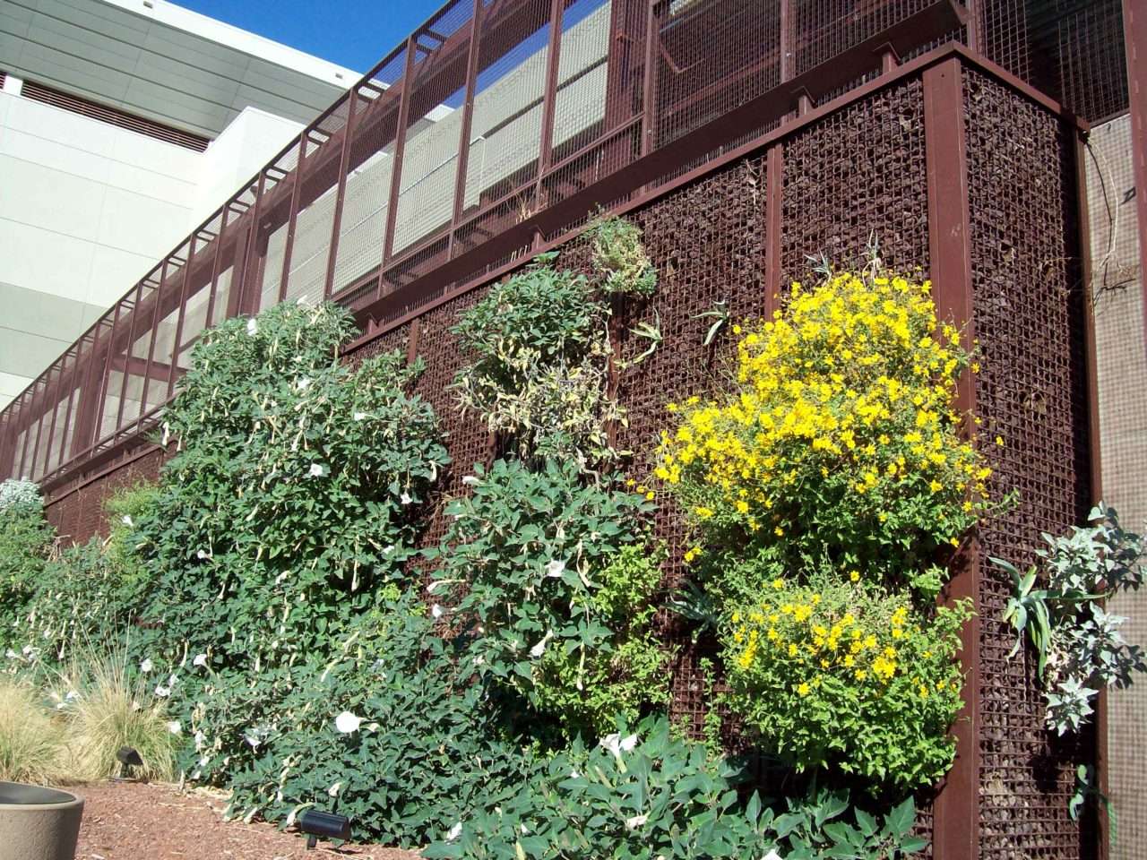 Yellow flowers, desert shrubs, and a tree rise beside the convention center living wall.