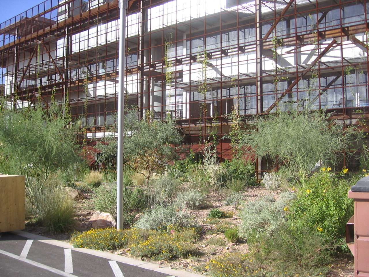 A dense Sonoran planting of palo verde, shrubs, grasses, and yellow flowers lines the building at Underwood Garden.