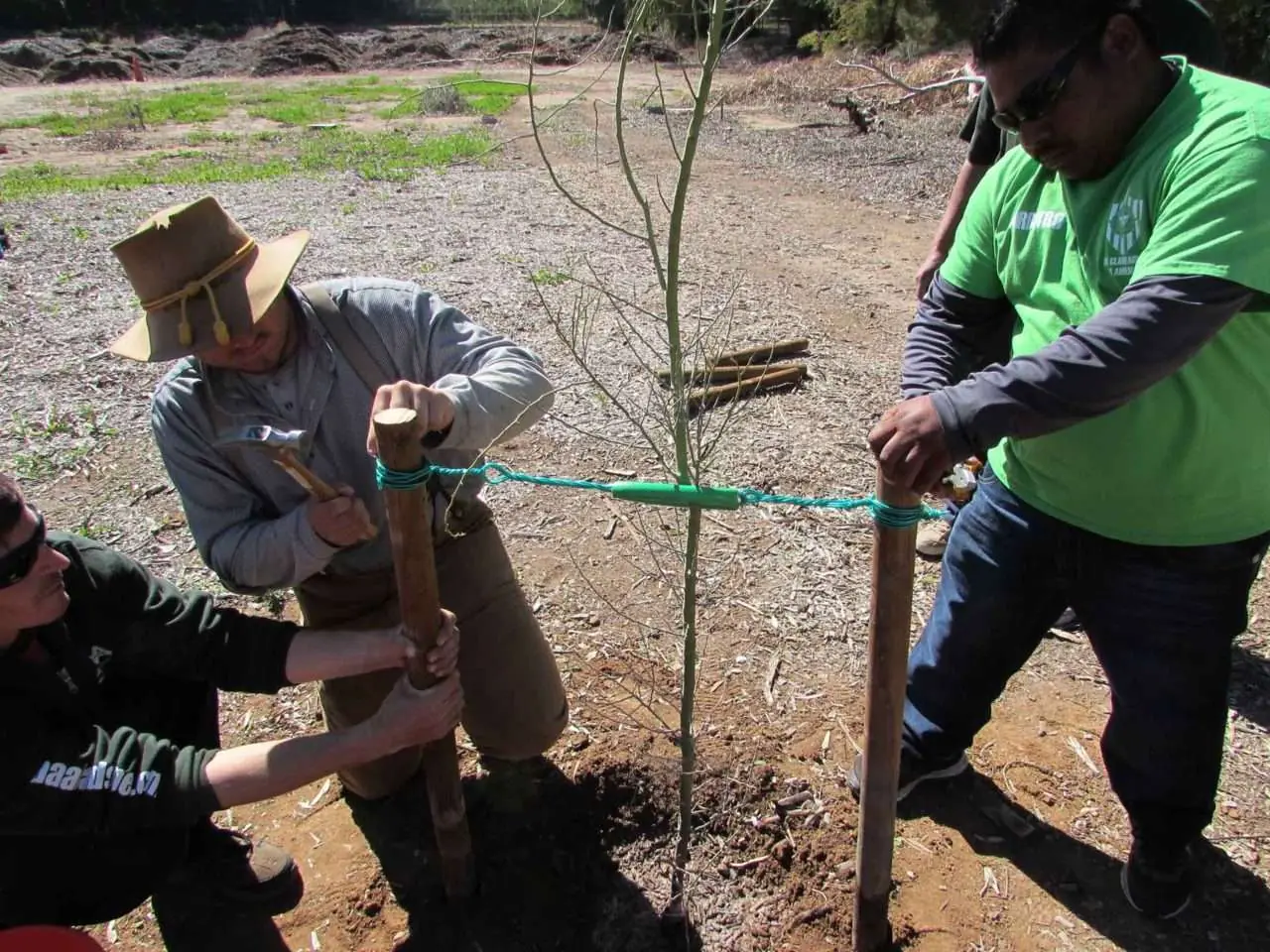 A landscape crew stakes and secures a newly planted tree.